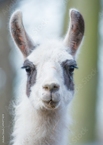 Lama Portrait © stylefoto24