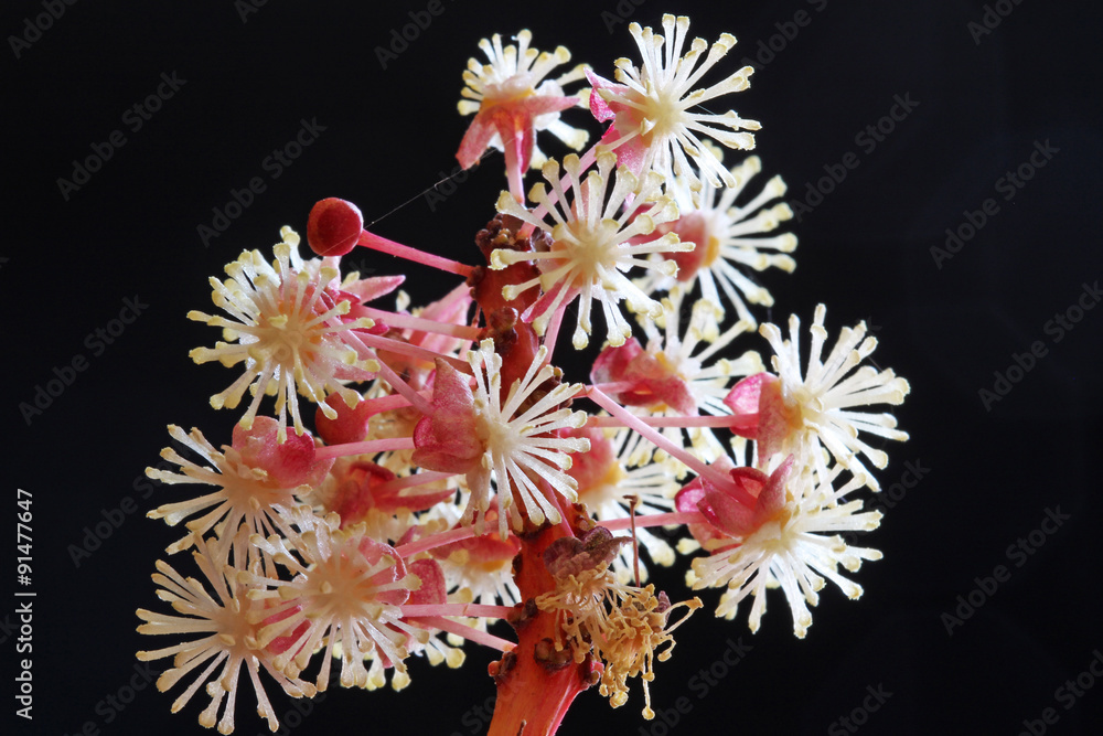 PFLANZEN_1636_Kroton