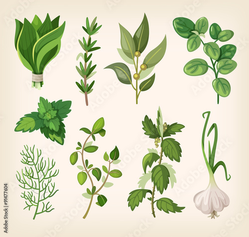 Green fragrant seasoning and dressing herbs for soup, salad, meat and other dishes.