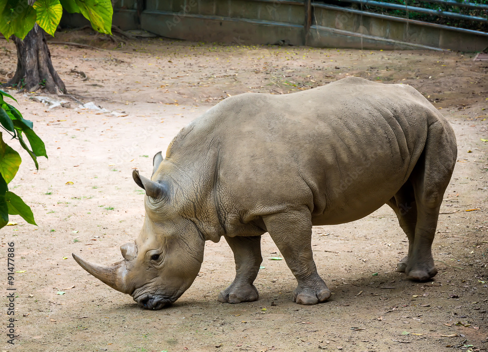 Big Grey Rhino African Huge Animal standing on the Sand Big Grey Rhino African Huge Animal standing on the Sand