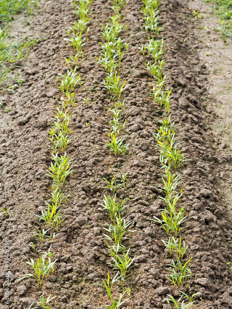 Row of sapling vegetable plant on bed of soil Row of sapling vegetable plant on bed of soil