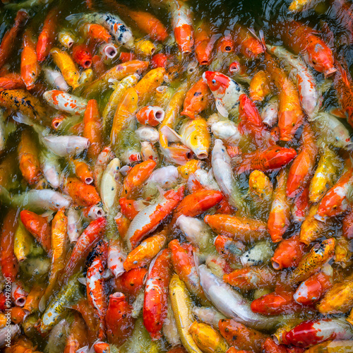 Bright White, Red, Yellow Japanese Koi Fish Eats Food in a Water