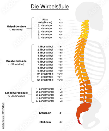 Human spine with names and numbers of the vertebras - GERMAN LABELING! Isolated vector illustration on white background. photo