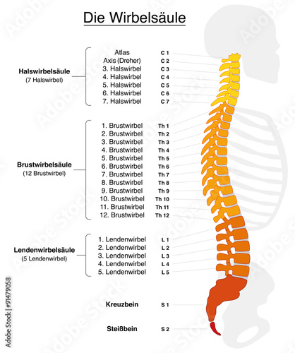 Human spine with names and numbers of the vertebras - GERMAN LABELING! Isolated vector illustration on white background.