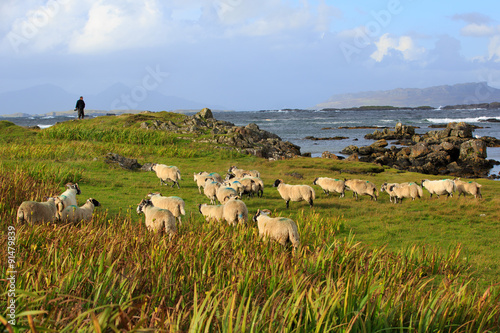 Sheep grazing on Farmland