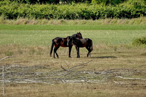 Two horse - male and female in Kerkini lake area, Greece © intsys