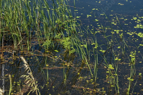 Pond area  plants at Kerkini lake  nord Greece