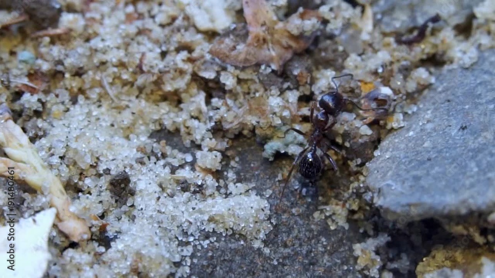 Ant outside in the garden/An ant crawls out of the hole Ant outside in the garden/An ant crawls out of the hole