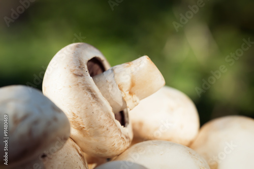 champignons on a wooden background