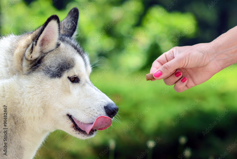 Obraz premium Feeding dog - Owners hand feeding dog