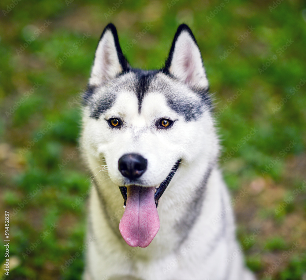 Husky portrait