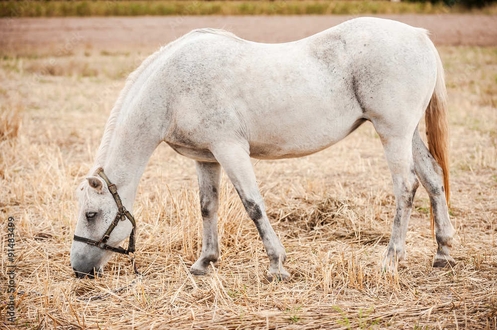 Graceful horse. Graceful horse.