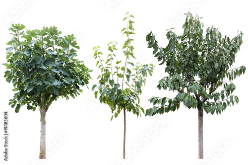 tree of fig, cherry and mulberry isolated on white
