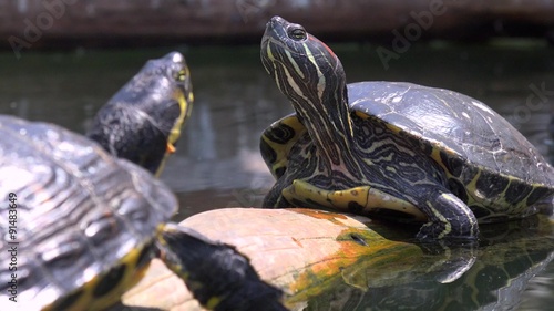 Pond turtles study each other.