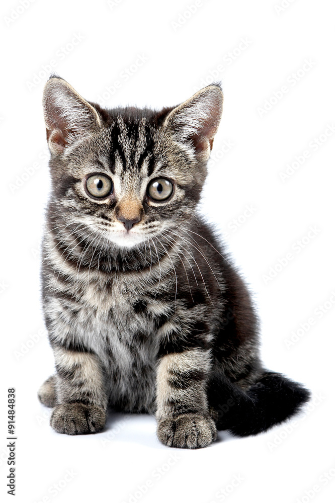 Striped kitten with big eyes (isolated on white)