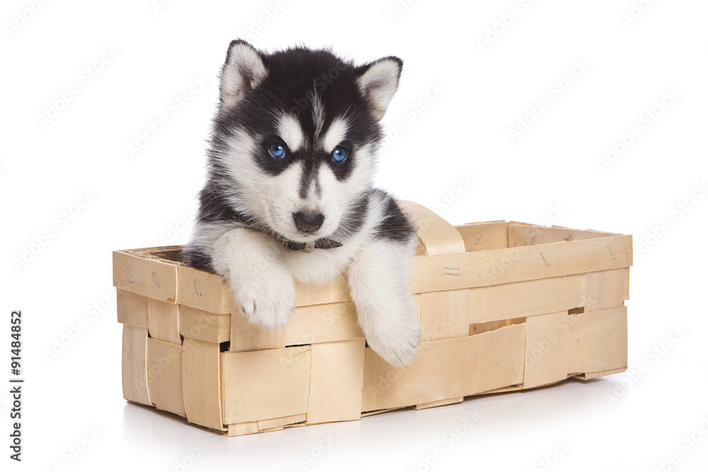 puppy Siberian Husky sitting in a box paws hanging out and looking at the camera (isolated on white)