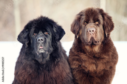 Fototapeta Naklejka Na Ścianę i Meble -  Newfoundland dog sitting and looking at the camera in winter