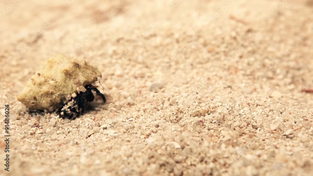 crab walking on sand beach coast crab walking on sand beach coast