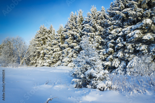 Russian winter forest in snow