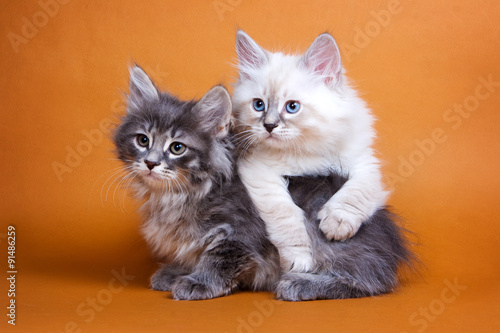 Two Siberian fluffy kitten on orange background
