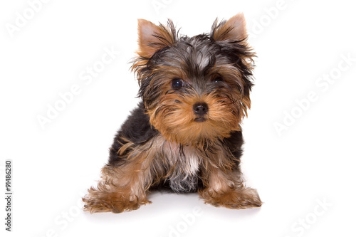 Puppy Yorkshire terrier looking at the camera (isolated on white)