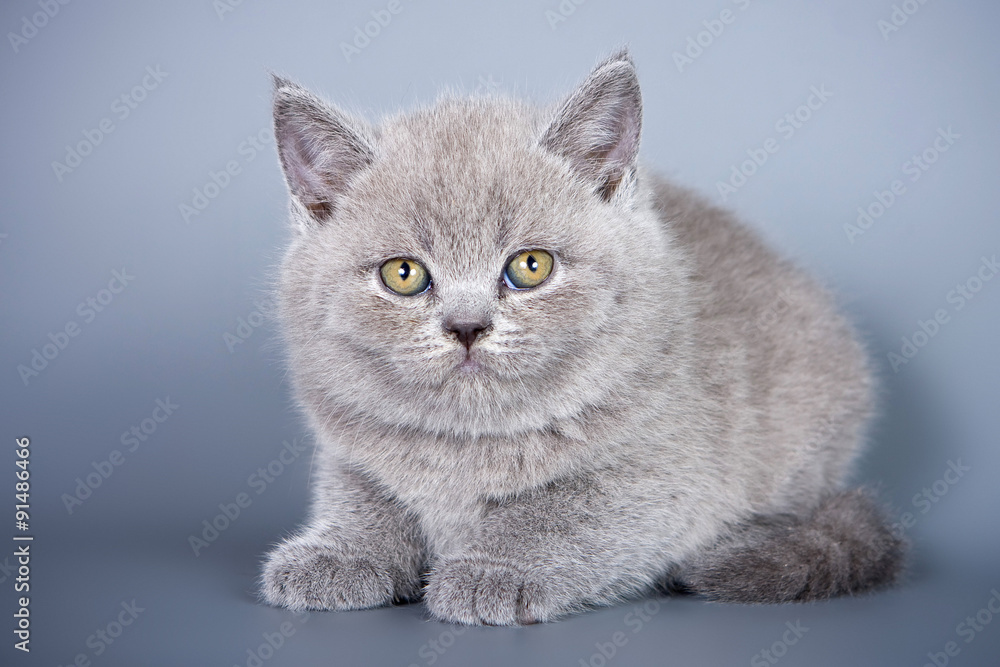 Obraz premium Fluffy gray kitten looking into the camera on a gray background