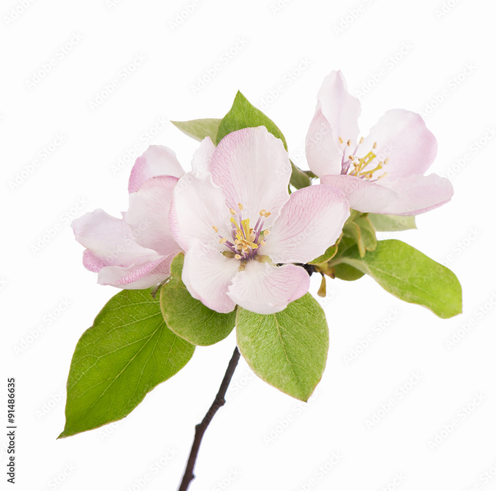 apple tree blossoms apple tree blossoms