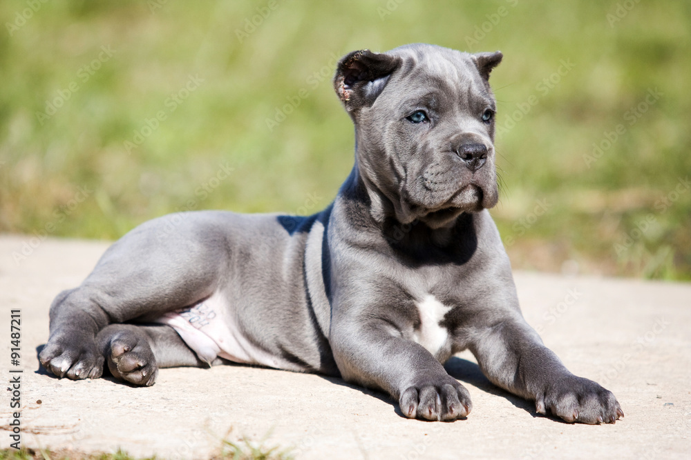 gray puppy Cane Corso on the grass