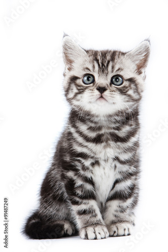 British striped gray kitten (isolated on white)