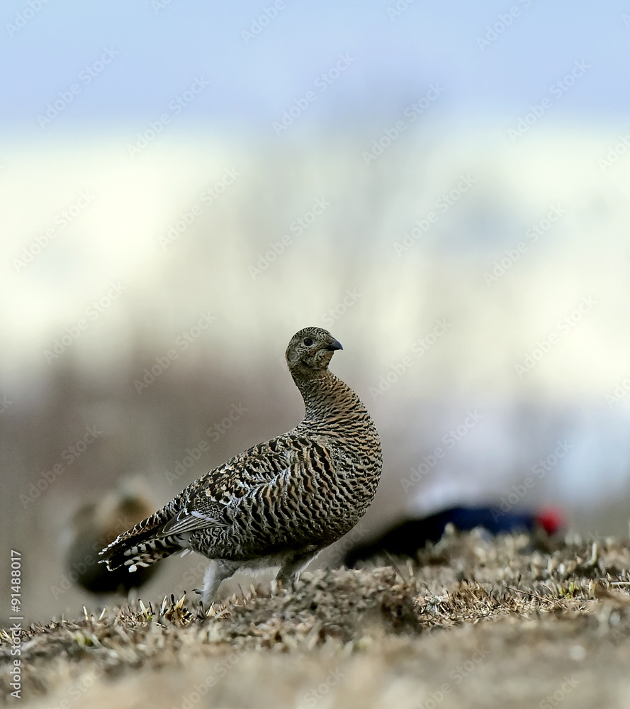 Obraz premium Portrait of Female Black Grouse (Tetrao tetrix) 