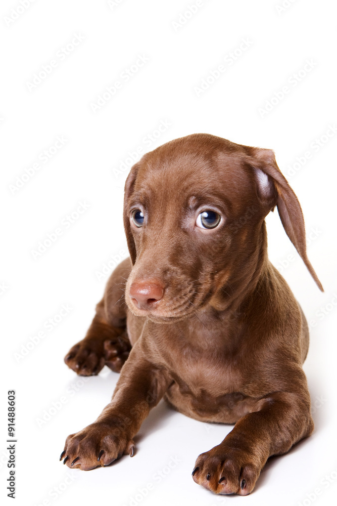 Funny dachshund Puppy looking at the camera (isolated on white)
