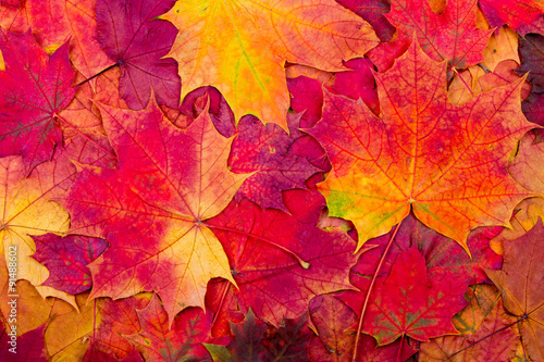 Autumn maple leaves background