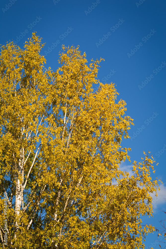 Fall autumn maple leaves
