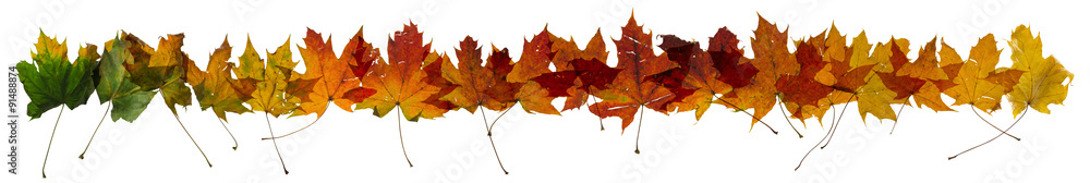 maple autumn leaves color change, studio photographed, with transparency and isolated on absolute white maple autumn leaves color change, studio photographed, with transparency and isolated on absolute white