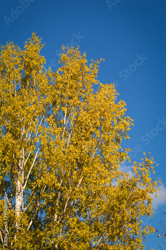 Fall autumn maple leaves