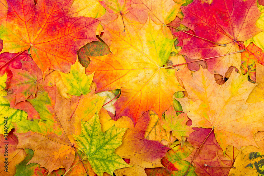 Autumn maple leaves background Autumn maple leaves background