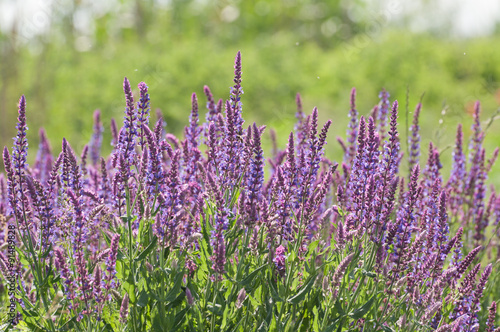 wild meadow purple flowers