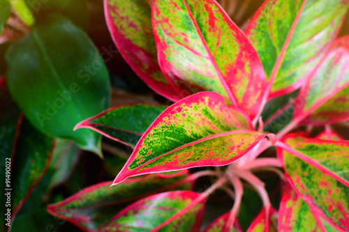 Close up of red and green leaf