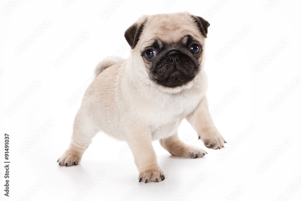 Funny pug Puppy looking at the camera (isolated on white)