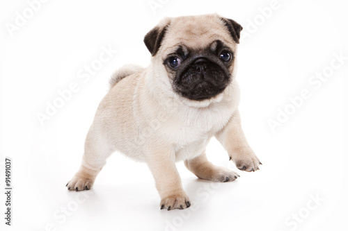 Funny pug Puppy looking at the camera (isolated on white) © Dixi_