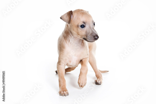 Puppy stands levretki (isolated on white) © Dixi_