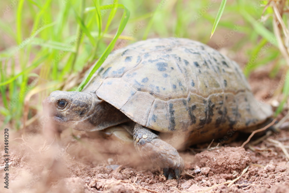 Obraz premium Turtle in the grass. 