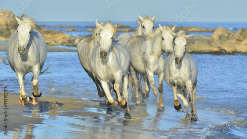 Herd of White Camargue horses running through water © Uryadnikov Sergey