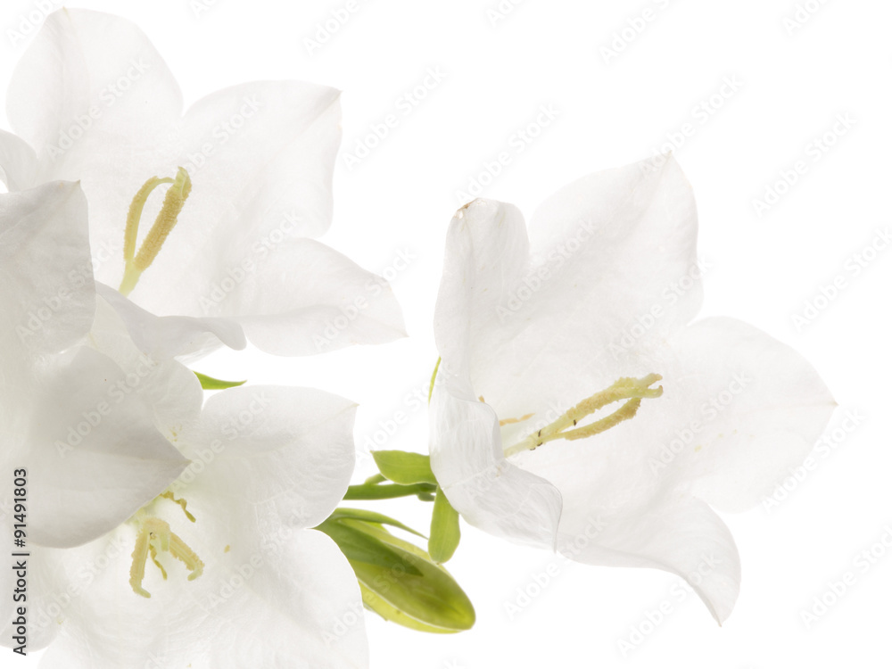 gentle white bell gentle white bell