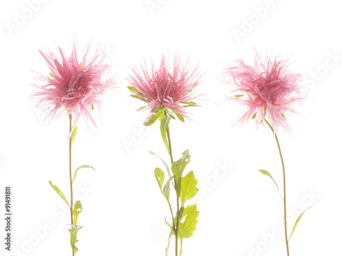 Three delicate pink flower