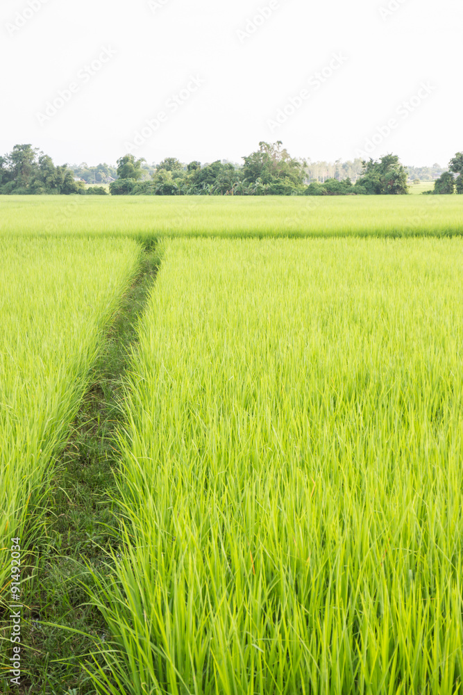 Rural rice field green grass Rural rice field green grass