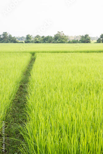 Rural rice field green grass