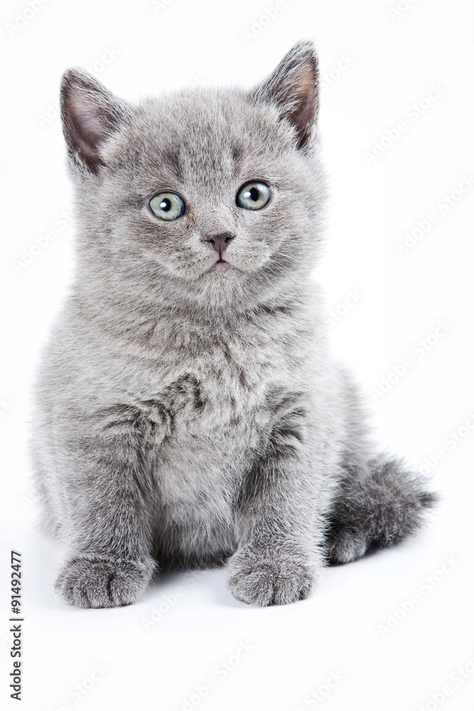 Fluffy gray kitten British (isolated on white)