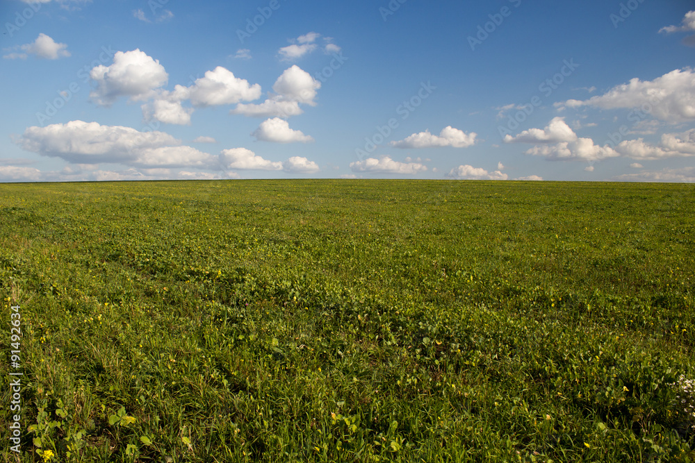 green crop field and blue cloudy sky