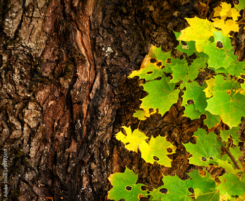 Multicolored maple leaves and trunk photo